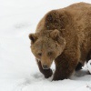 Medved hnedy - Ursus arctos - Brown Bear WS 8742